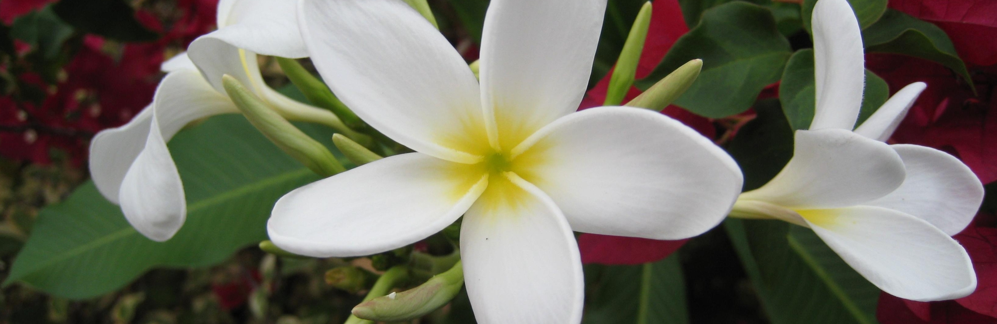 Plumeria 